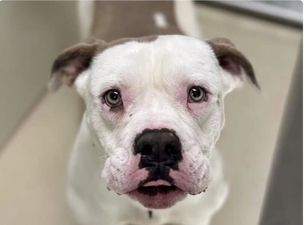Joey - Name Your Own Adoption Fee!