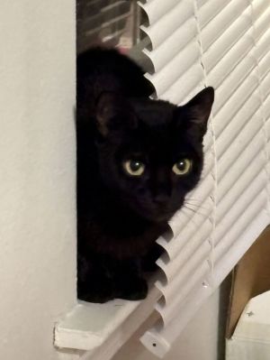 SOY SAUCE, Young Female Domestic Short Hair