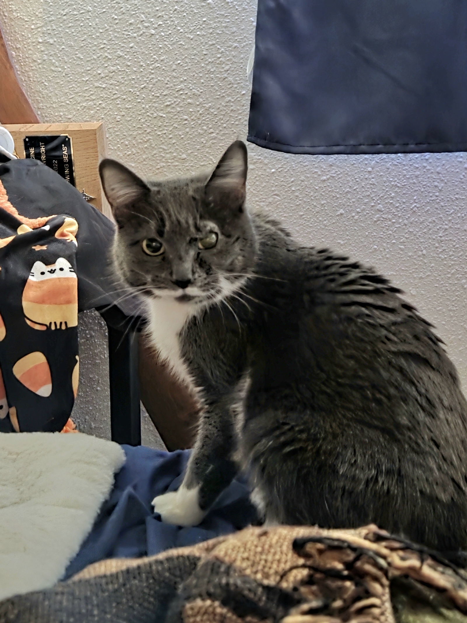 Cleo, an adoptable Domestic Short Hair in Burlington, WA, 98233 | Photo Image 1