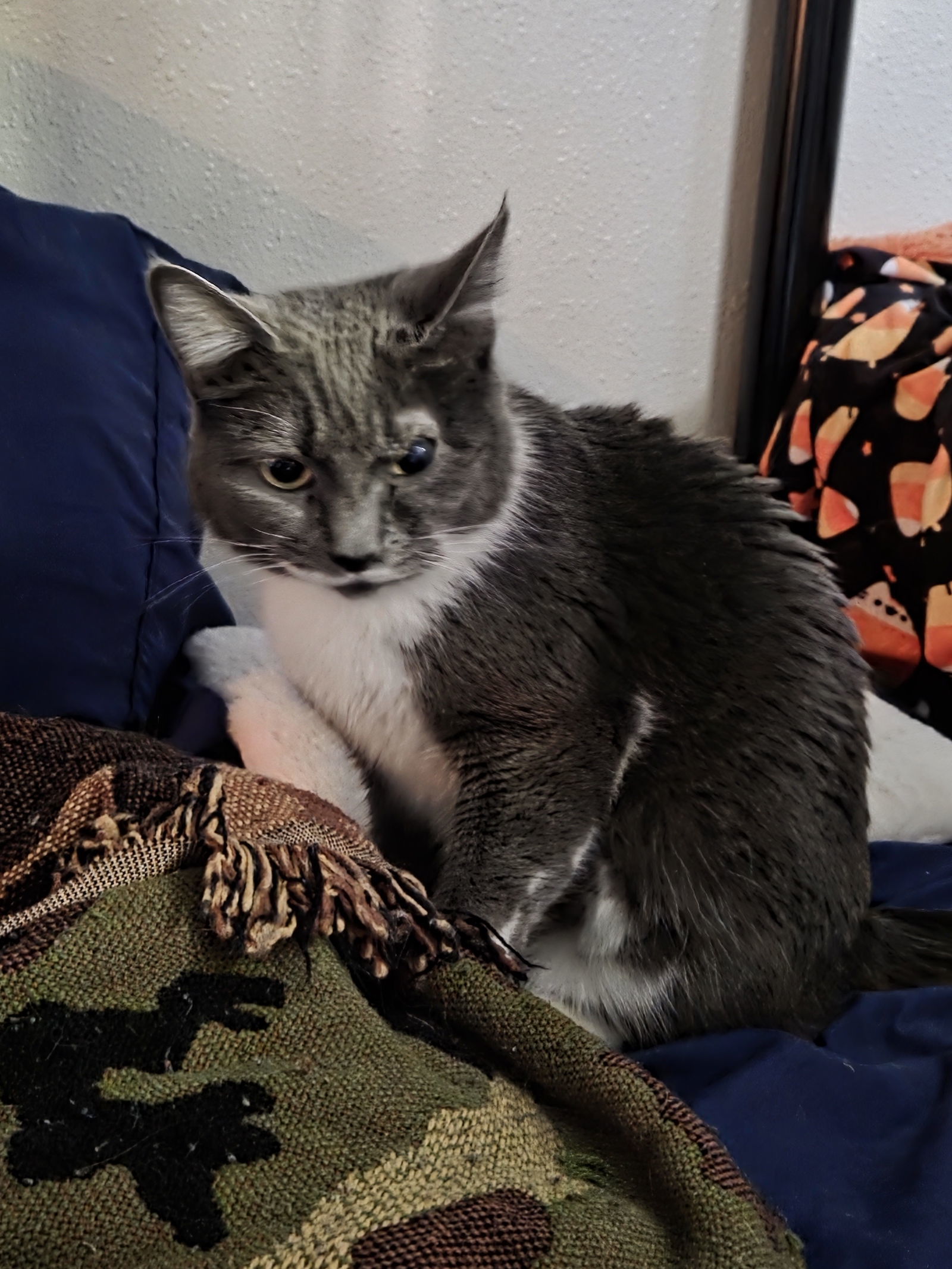 Cleo, an adoptable Domestic Short Hair in Burlington, WA, 98233 | Photo Image 2