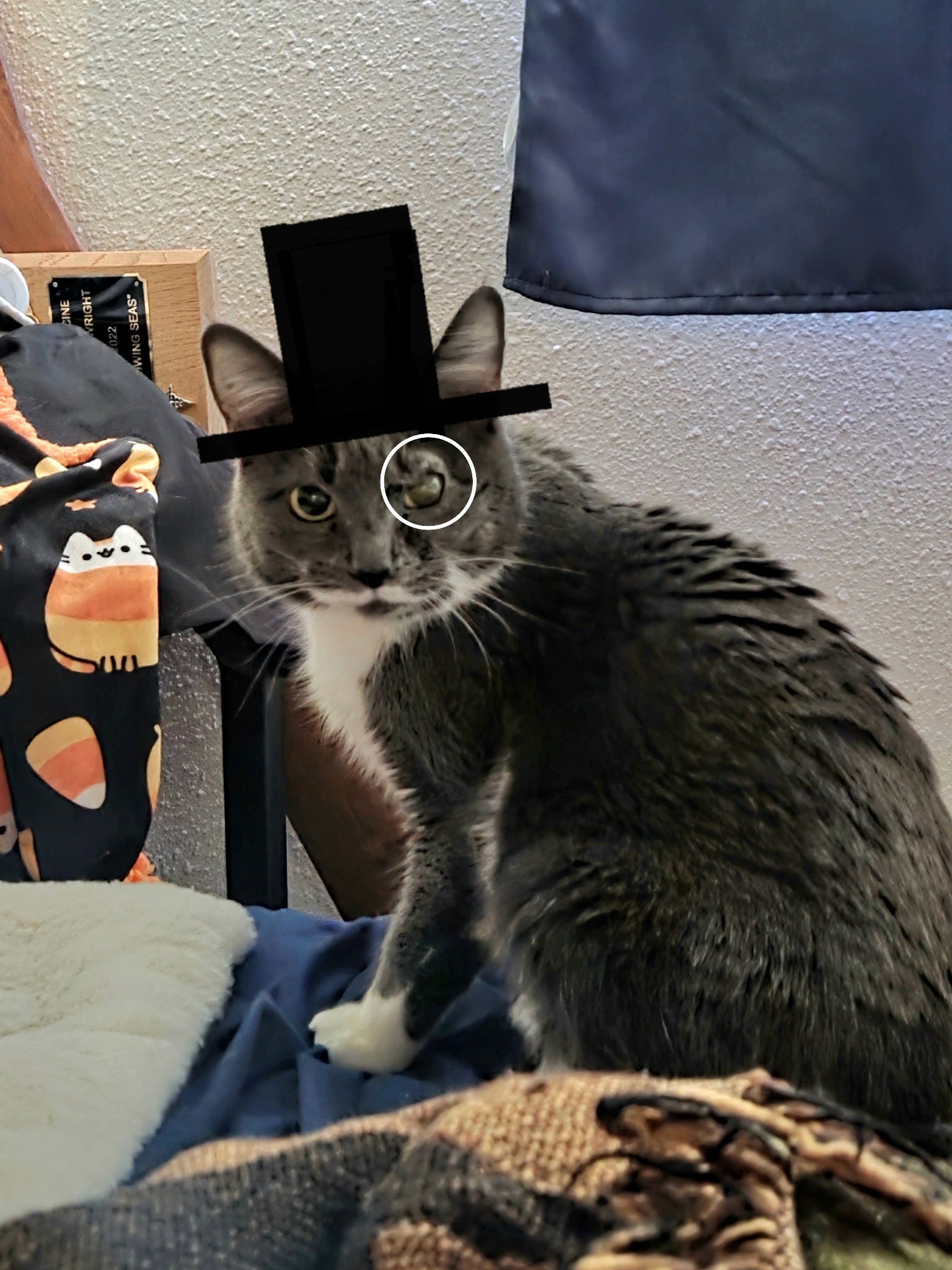 Cleo, an adoptable Domestic Short Hair in Burlington, WA, 98233 | Photo Image 3