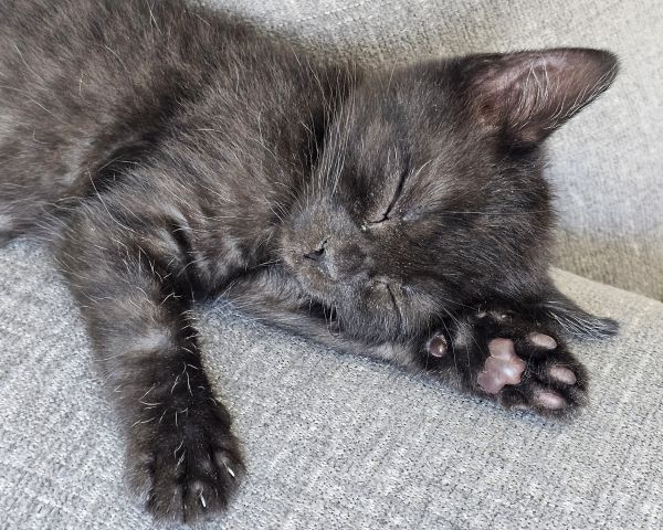 Simone (bonded With Jean thumbnail 2
