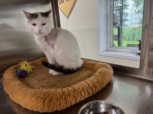 Earl, Adult Male Domestic Short Hair