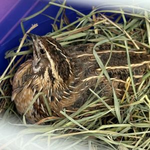 Hello My name is Zayn and I am a Japanese quail also called Coturnix quail I am a 1-year-old mal