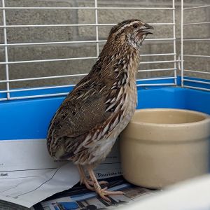Hello My name is Niall and Im a Japanese quail also called Coturnix quail Im a 1-year-old male