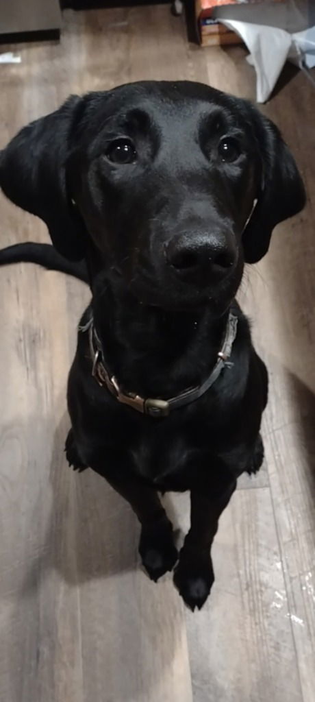 SADIE MAE