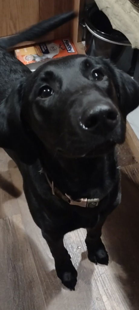 SADIE MAE