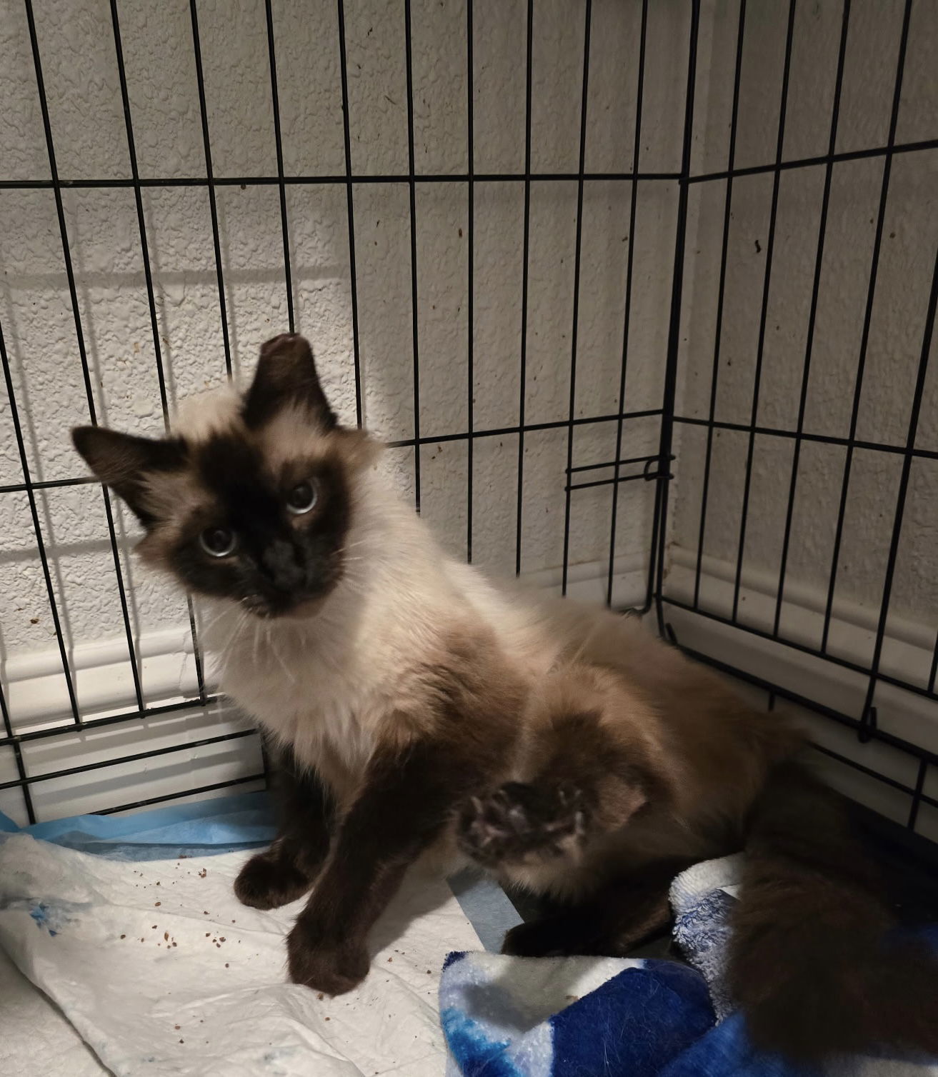 CeCe (Napa Petco)