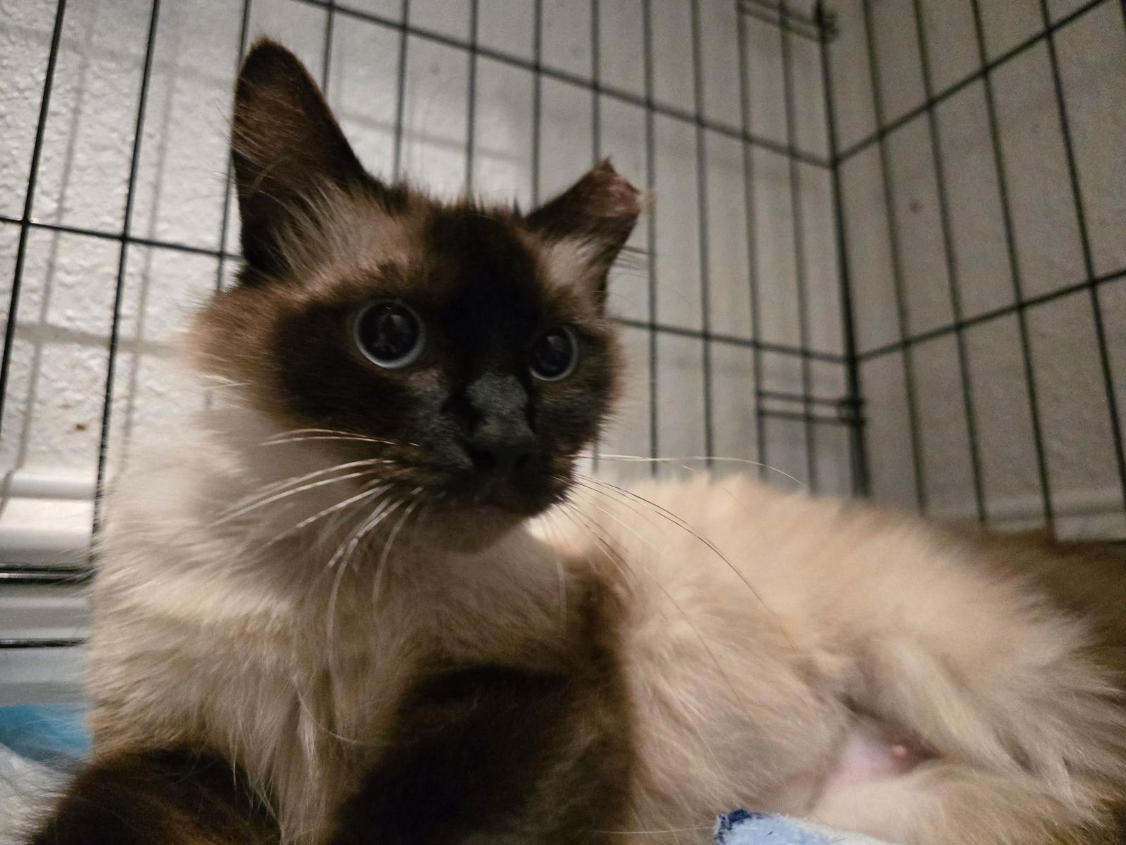 CeCe (Napa Petco)