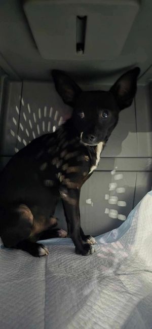 Mickey, Young Male Rat Terrier