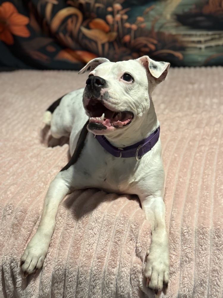 Trixie