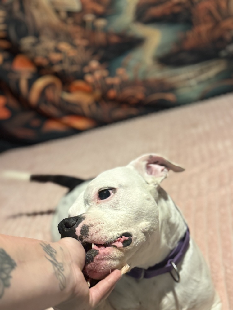Trixie