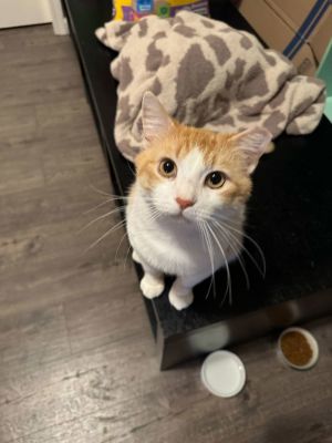 Lester ( MC), Adult Male Domestic Short Hair