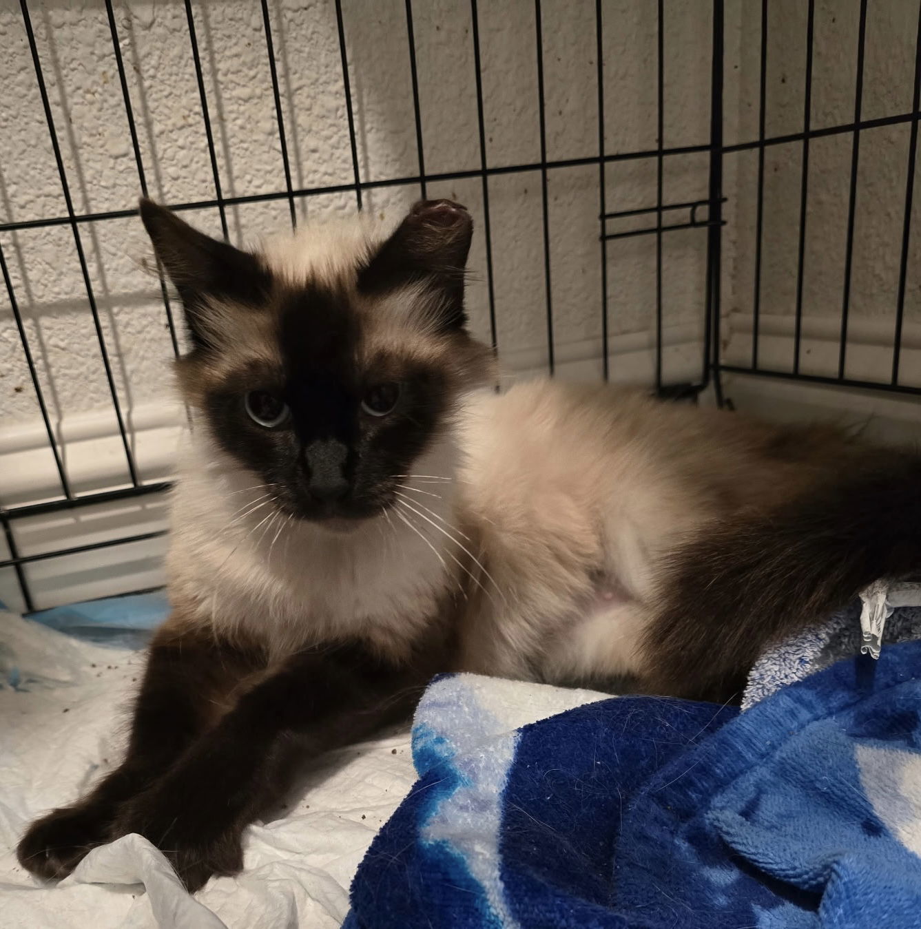 CeCe (Napa Petco)