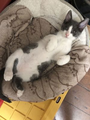 Muffins Napa, Baby Male Extra-Toes Cat / Hemingway Polydactyl