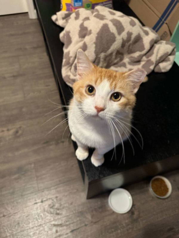 Chester ( Napa Petco thumbnail 1