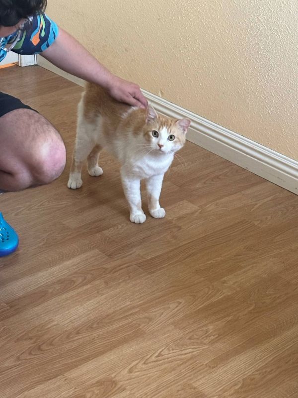 Chester ( Napa Petco thumbnail 2