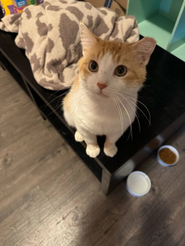 Chester ( Napa Petco thumbnail 3