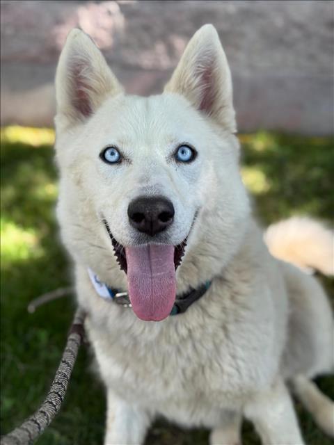 ROOMBA (LUNA)