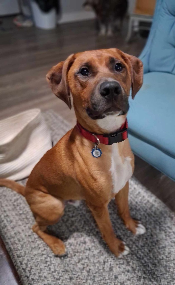 Dex
