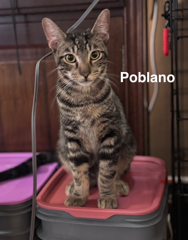 Poblano