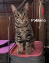 Poblano photo 1
