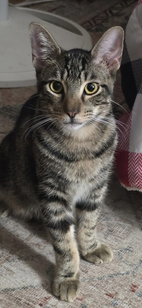 Poblano