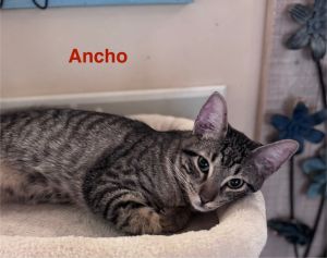 Ancho, Baby Male unknown