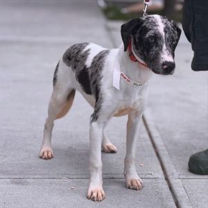 Hazel Mixed Breed Dog