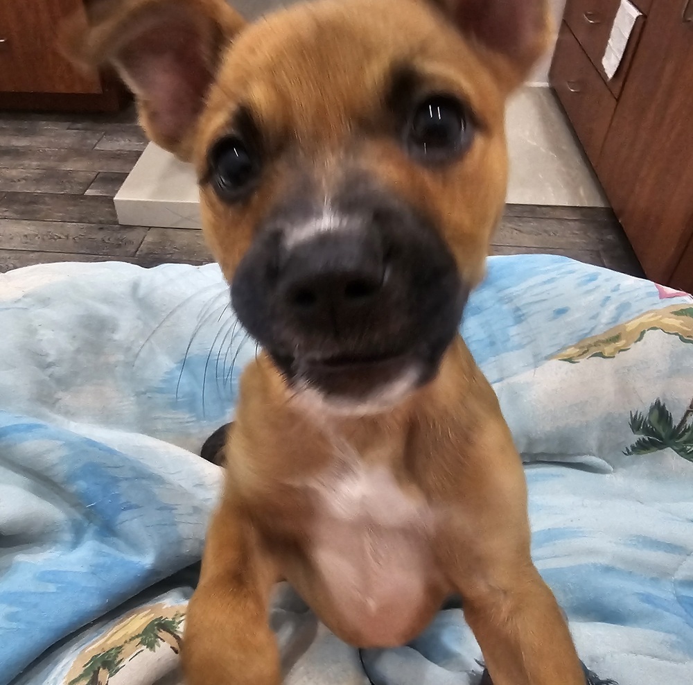 Puppy Orchid