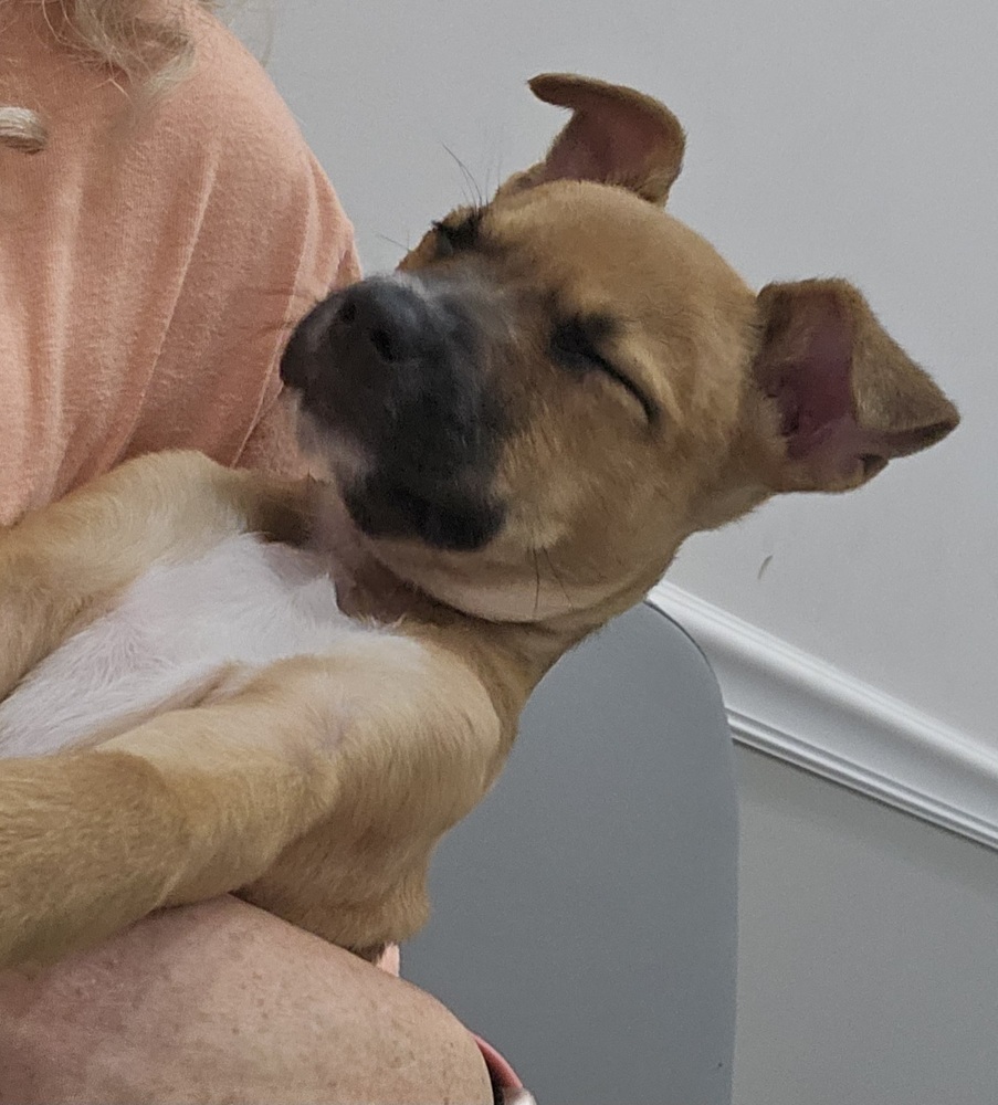 Puppy Orchid