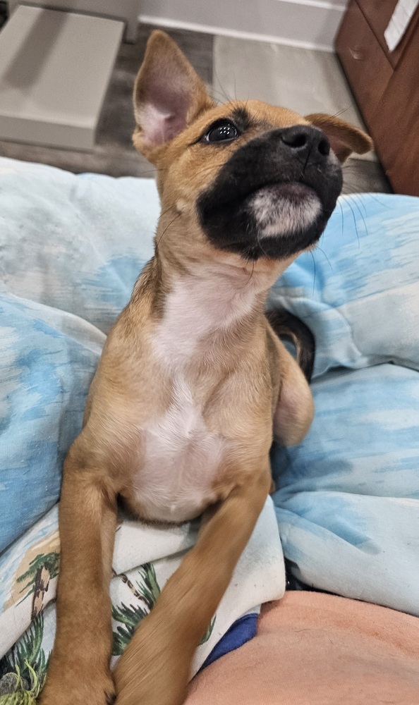 Puppy Orchid