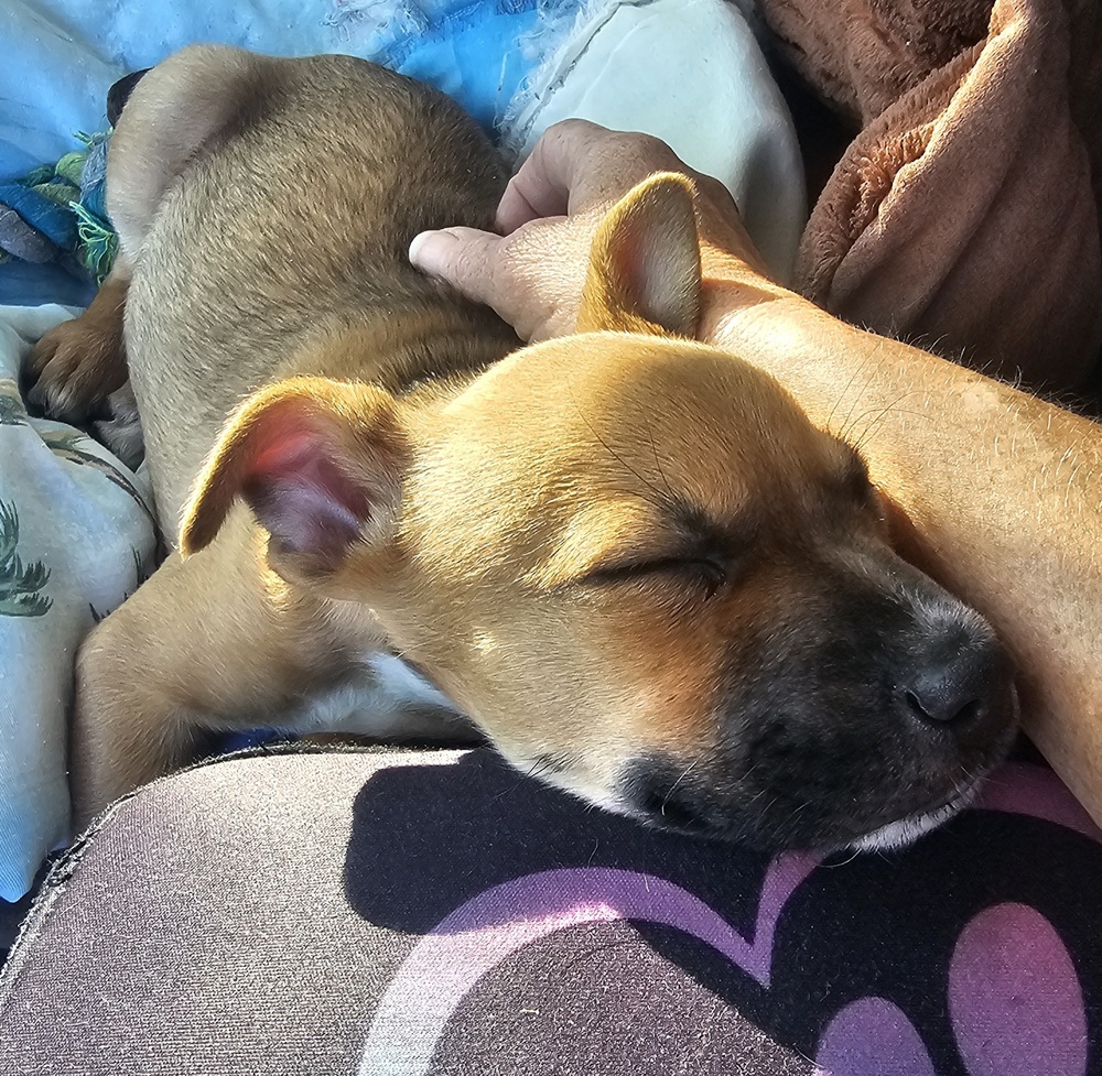 Puppy Orchid