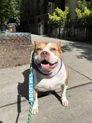 Meet Cersei Cersei is an 8-year-old gentle soul whose world turned upside down when her owners had 