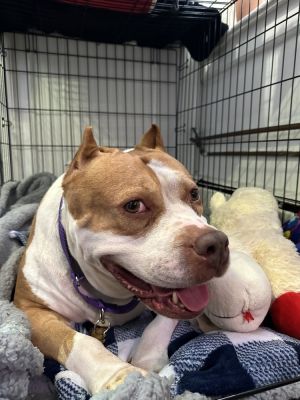 Meet Cersei Cersei is an 8-year-old gentle soul whose world turned upside down when her owners had 