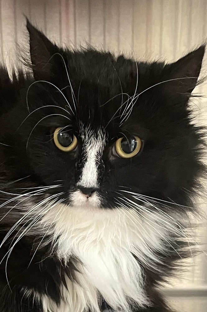 DEWEY
