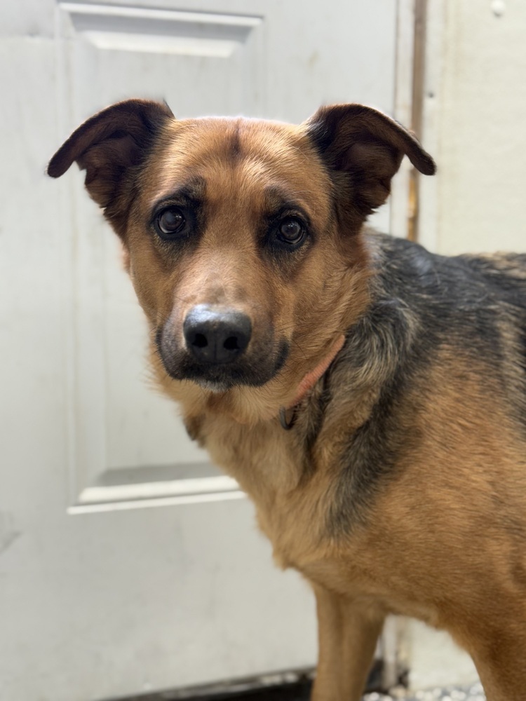Shadow, an adoptable German Shepherd Dog in Bemidji, MN, 56601 | Photo Image 1