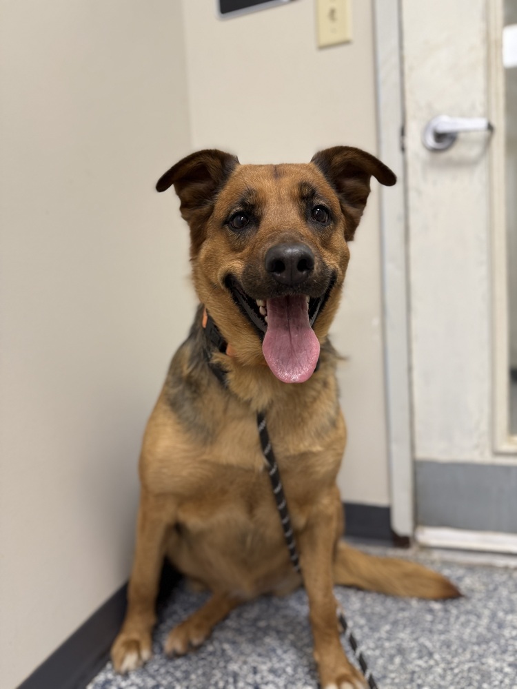 Shadow, an adoptable German Shepherd Dog in Bemidji, MN, 56601 | Photo Image 3
