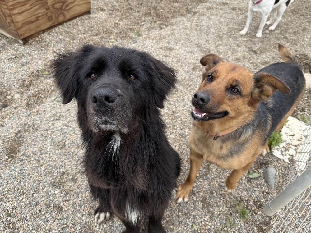Shadow, an adoptable German Shepherd Dog in Bemidji, MN, 56601 | Photo Image 4