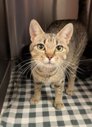 Cleo, Adult Female Domestic Short Hair