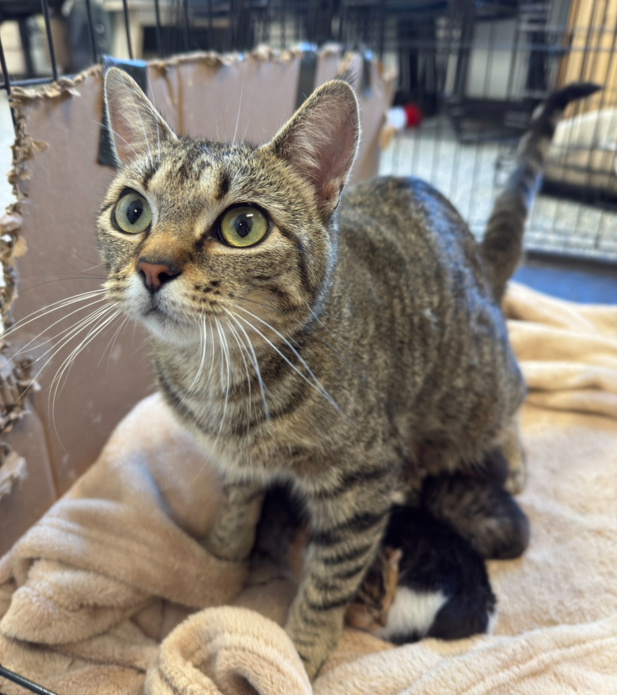 Cleo, an adoptable Domestic Short Hair in Bemidji, MN, 56601 | Photo Image 2