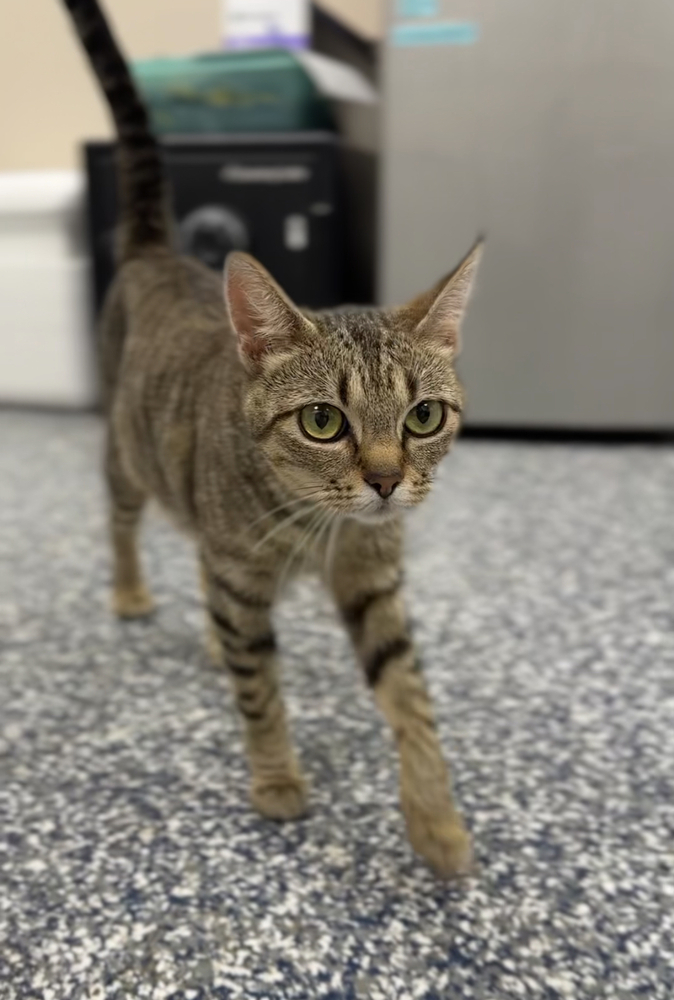 Cleo, an adoptable Domestic Short Hair in Bemidji, MN, 56601 | Photo Image 3