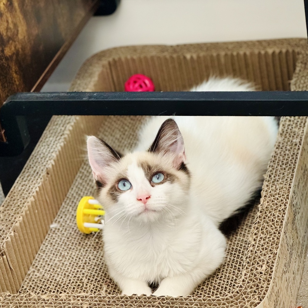 Givenchy, an adoptable Siamese, Balinese in Dallas, TX, 75228 | Photo Image 1