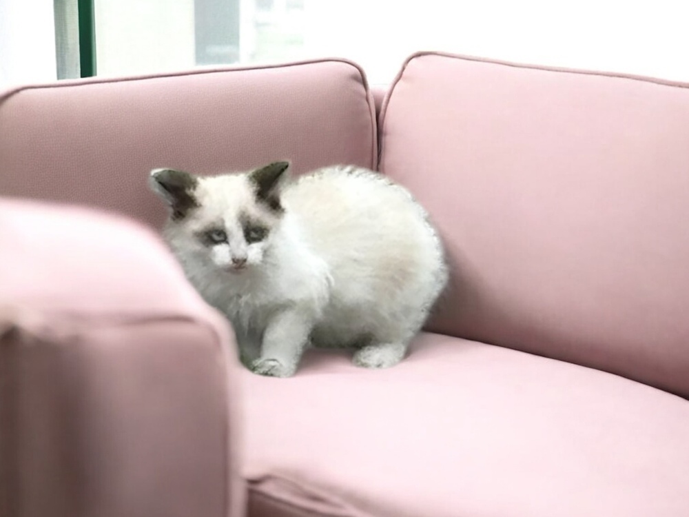 Givenchy, an adoptable Siamese, Balinese in Dallas, TX, 75228 | Photo Image 2