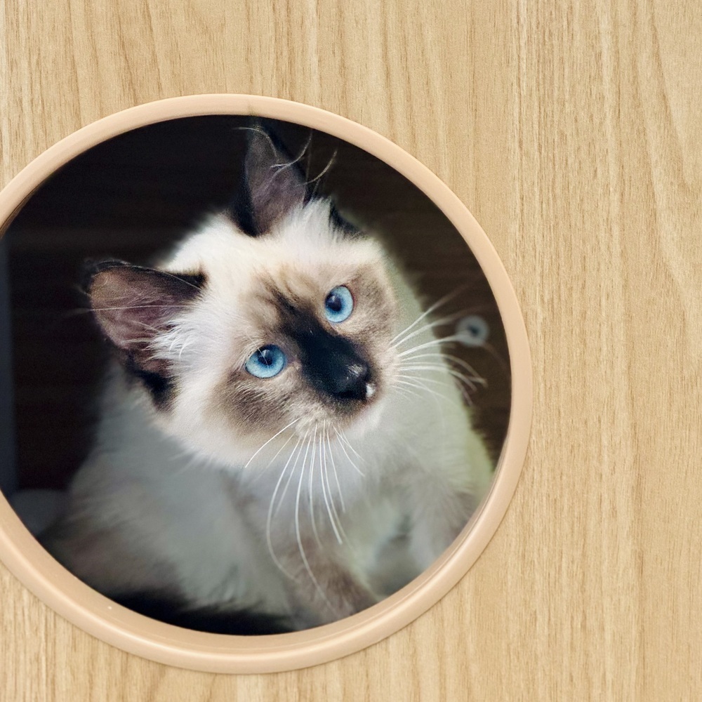 Louis V, an adoptable Siamese, Balinese in Dallas, TX, 75228 | Photo Image 1