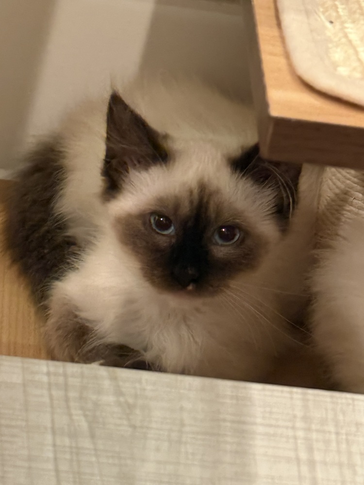 Louis V, an adoptable Siamese, Balinese in Dallas, TX, 75228 | Photo Image 2