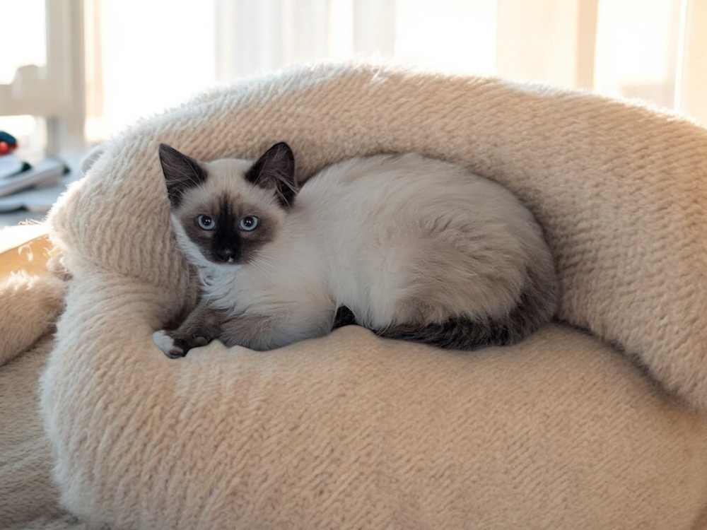 Louis V, an adoptable Siamese, Balinese in Dallas, TX, 75228 | Photo Image 3