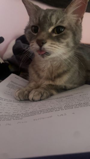 Thessaly, Senior Female Domestic Short Hair
