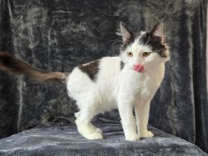 Scrufferson, Young Male Domestic Long Hair