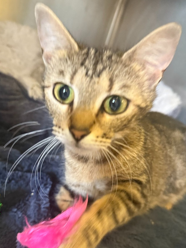 Dolliah 23C-0116, an adoptable Domestic Short Hair in Corinth, MS, 38834 | Photo Image 1